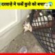 Animal Rescue | कुत्ते की जान बचाई 😳😳#short #shortvideo #shortvideo