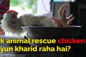 Animal rescue karne walo ne chicken kyun kharida? | Why a rescue had to buy chicken?