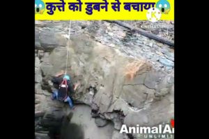 Animal rescue | कुत्ते को मरने से बचाया #short #trending #indiashorts #shortvideo