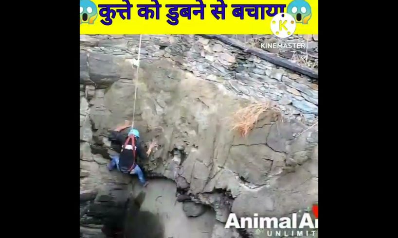 Animal rescue | कुत्ते को मरने से बचाया #short #trending #indiashorts #shortvideo