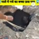 Animal rescue | गधे के बच्चे को मरने से बचाया #shorts #short #shortvideo #indiashorts  #rescue