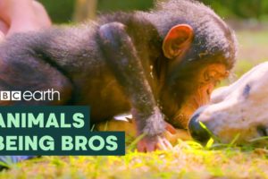 Animals Being Bros | BBC Earth