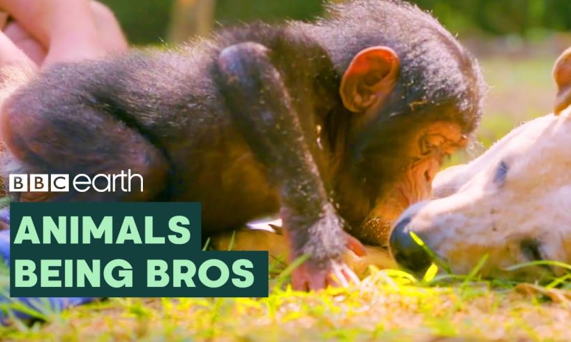 Animals Being Bros | BBC Earth