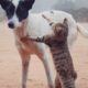 Animals Life, Cute Cats fighting And Playing very Funny Moments of Pet's 🤣😂