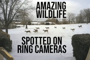 Animals caught on my Ring Cameras: Deer, Foxes, Raccoons, Skunks, and more!