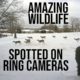 Animals caught on my Ring Cameras: Deer, Foxes, Raccoons, Skunks, and more!