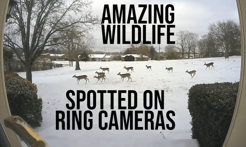 Animals caught on my Ring Cameras: Deer, Foxes, Raccoons, Skunks, and more!