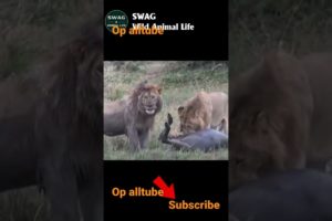 Animals fights offecianali Lion 🦁 #short #viralvidio