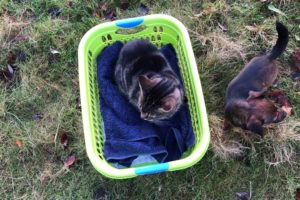 Animals play on a sunny New Year’s Day as Ovenmitt helps with laundry