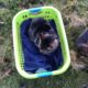 Animals play on a sunny New Year’s Day as Ovenmitt helps with laundry