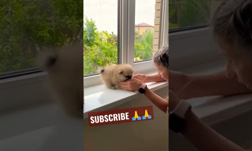Aww cute puppies 🐩 Funny moments Cute Pomeranian | Cutest Puppy #shorts #viral #tiktok #trending(2)