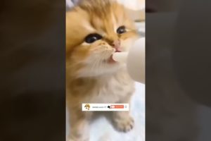 Awww Cutest Kitten Feeding 😸😻