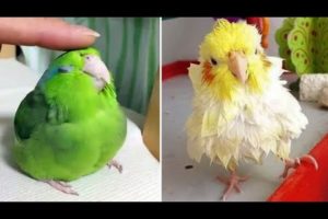 Baby Animals 🔴 Funny Parrots and Cute Birds Compilation (2021) Loros Adorables Recopilación #43