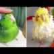 Baby Animals 🔴 Funny Parrots and Cute Birds Compilation (2021) Loros Adorables Recopilación #43