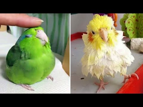 Baby Animals 🔴 Funny Parrots and Cute Birds Compilation (2021) Loros Adorables Recopilación #43