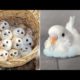 Baby Animals 🔴 Funny Parrots and Cute Birds Compilation (2022) Loros Adorables Recopilación #29