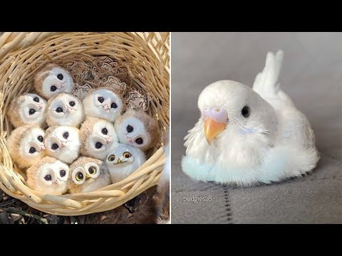 Baby Animals 🔴 Funny Parrots and Cute Birds Compilation (2022) Loros Adorables Recopilación #29