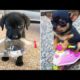 Baby Dogs 🔴 Cute and Funny Dog Videos Compilation #30 | 30 Minutes of Funny Puppy Videos 2022
