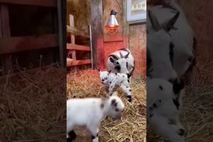 Baby Goats Jumping and Playing Funny Animal Videos @kcclucky #shorts #animals #tiktok