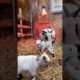 Baby Goats Jumping and Playing Funny Animal Videos @kcclucky #shorts #animals #tiktok