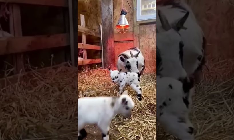 Baby Goats Jumping and Playing Funny Animal Videos @kcclucky #shorts #animals #tiktok