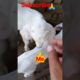 Baby Goats playing with kid || #jump #baby #kids #goat #shorts #viral #animals #love #ytshorts #yt