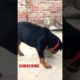 Bela Rottweiler happy moments |playing moments#puppies #shorts #dog #doglover #animals