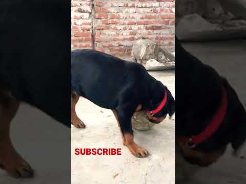 Bela Rottweiler happy moments |playing moments#puppies #shorts #dog #doglover #animals