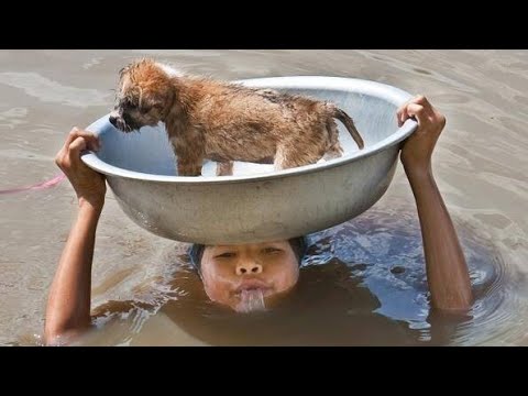 Best Inspiring Animal Rescues
