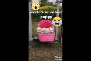 Best cutest Puppies🤩 -  funny videos 2022😂 | Funny animals' Fun