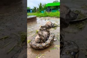 Big sneck and dog fightreal snake fight