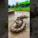 Big sneck and dog fightreal snake fight