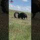 Bison Playing With Tyre 😱😂 #shorts #wildlife #bison #animals