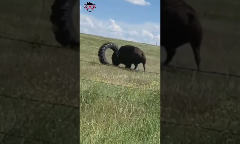 Bison Playing With Tyre 😱😂 #shorts #wildlife #bison #animals