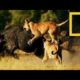 Brutal Wild Animal Fights