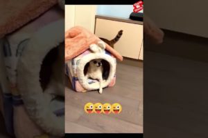 CAT VS DOG#SHORTS FIGHTS CAUGHT ONTAPE ANIMAL FIGHTS Cat attack Dog #shorts #trending #viral #funny