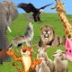 CUTE ANIMALS : cow tiger chicken fish bear bird cat elephant owl lion frog part 1