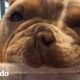 Cachorro abandonado en un arroyo se convierte en el bulldog más loquito del mundo | El Dodo