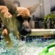 Cachorro adoptivo reconoce de inmediato a su mamá en una fiesta en la piscina | ¡Adóptame! | El Dodo