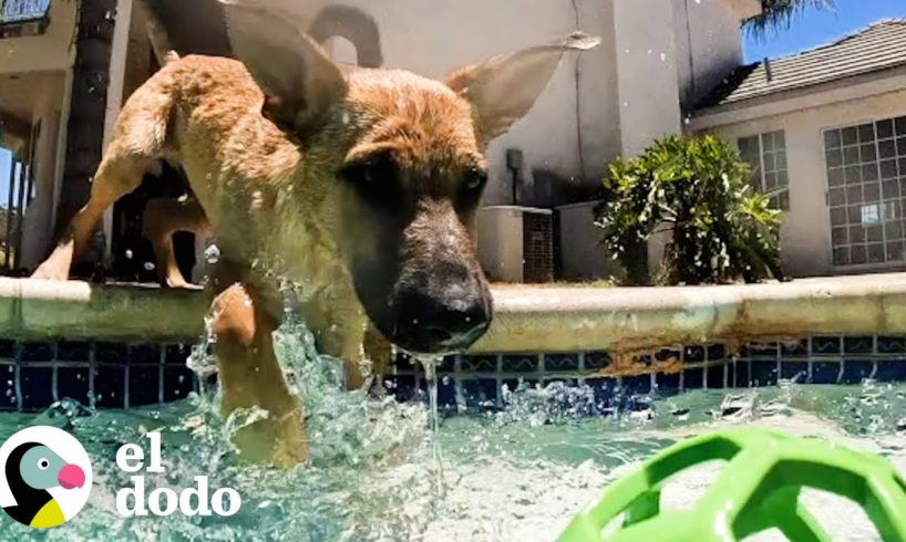 Cachorro adoptivo reconoce de inmediato a su mamá en una fiesta en la piscina | ¡Adóptame! | El Dodo