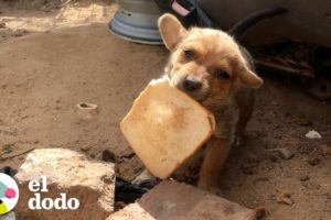 Cachorro callejero es rescatado con un trozo de pan | Pequeño y Valiente | El Dodo