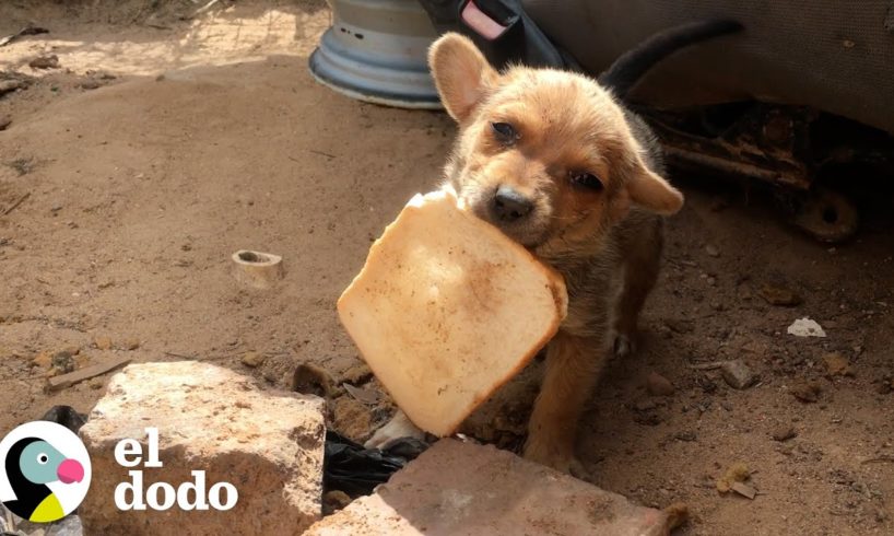 Cachorro callejero es rescatado con un trozo de pan | Pequeño y Valiente | El Dodo