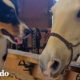 Cachorro le enseña como jugar a un caballo asustado | El Dodo