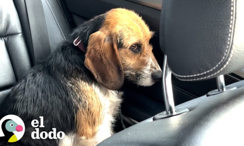 Cachorro rescatado asustado se convierte en la pequeña amenaza más juguetona | El Dodo