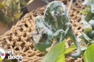 Camaleón cambia completamente de color cuando es adoptado | El Dodo