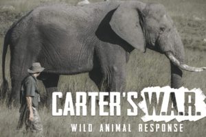 Carter's War animals Rescue in Hindi| Carter's War in hindi full episode