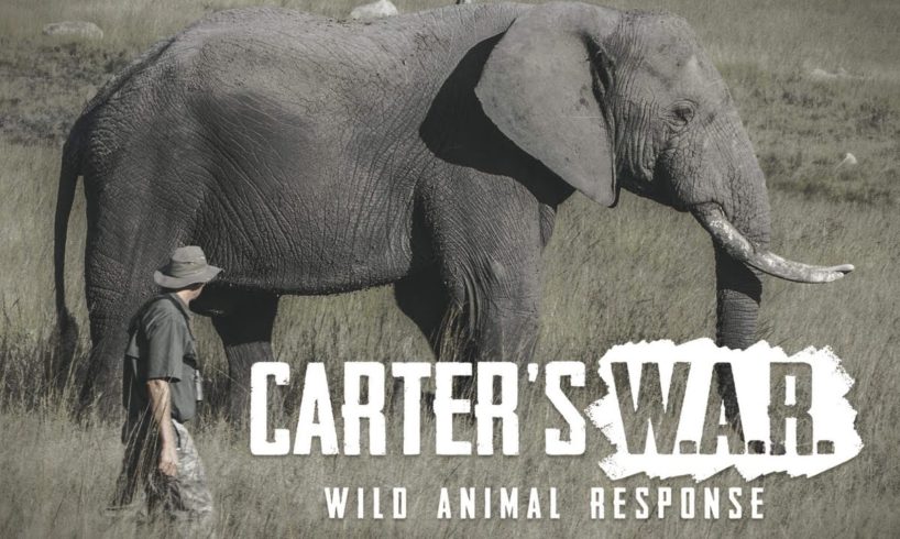 Carter's War animals Rescue in Hindi| Carter's War in hindi full episode