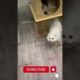 Cat Playing Video Cute Animals Shorts  #shorts