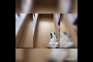 Cat playing ball #cat #viewsincreaser #animals #funnyvideo #views