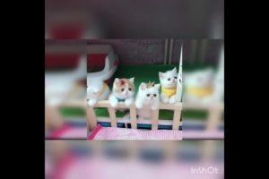 Cat playing #cat #viewsincreaser #animals #funnyvideo #shorts